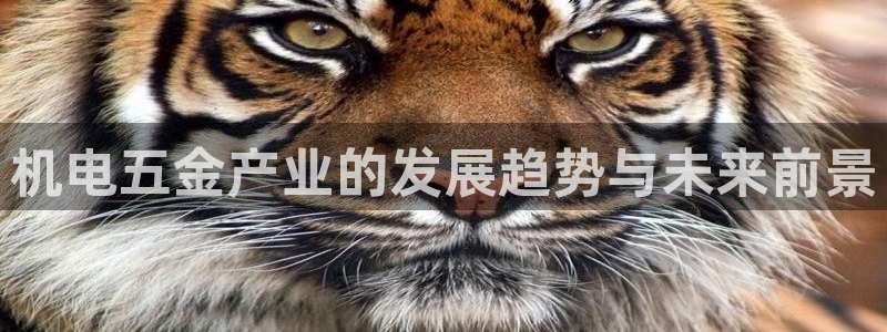 cq9电子忍者浣熊